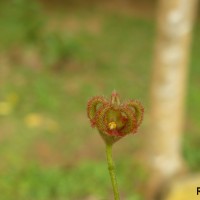 Sterculia balanghas L.